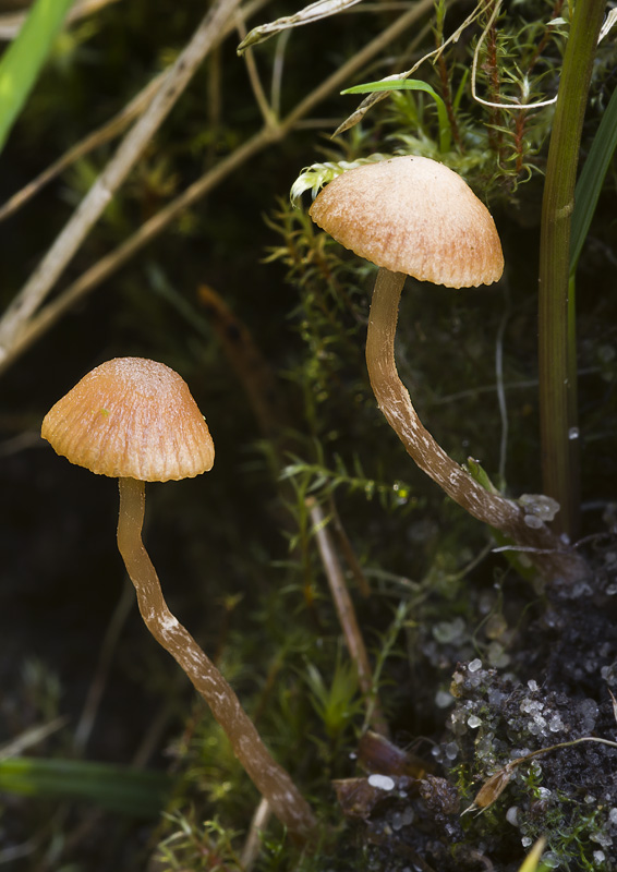 Galerina pseudocamerina